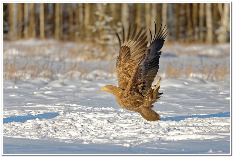 7J9A5075_DxO.1